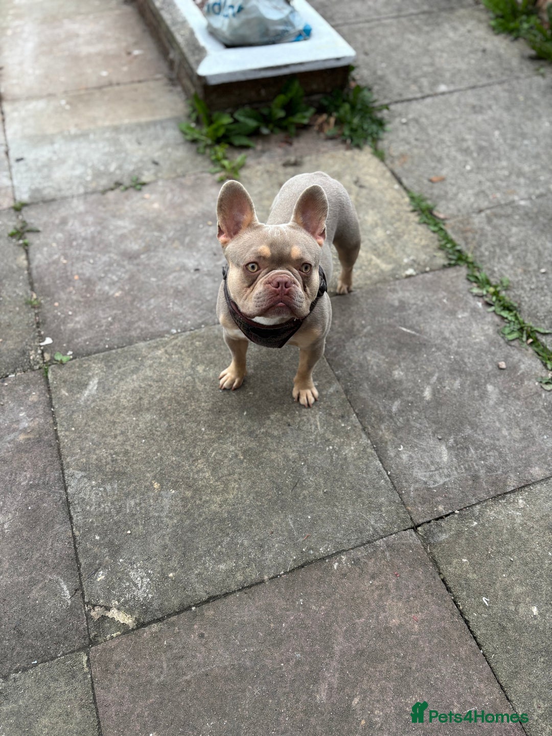 French Bulldog dogs for sale: Isabella Breed - Image 1