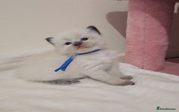 Ragdoll cats for sale: *READY TO LEAVE Beautiful Ragdoll kittens for sale - Image 6