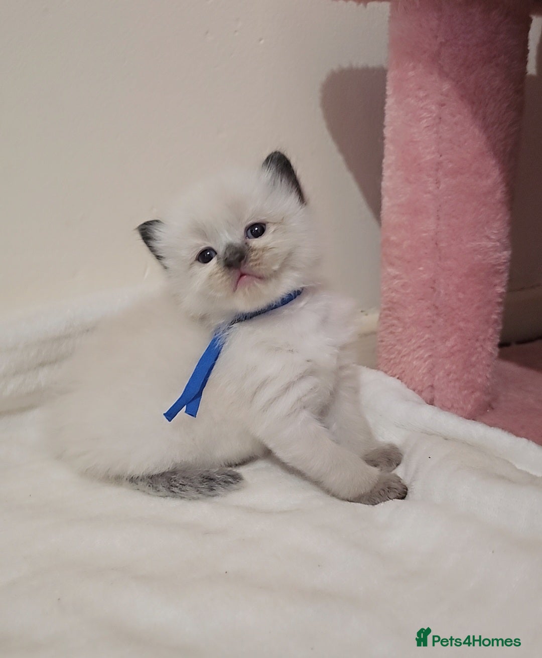 Ragdoll cats for sale: *READY TO LEAVE Beautiful Ragdoll kittens for sale - Image 6