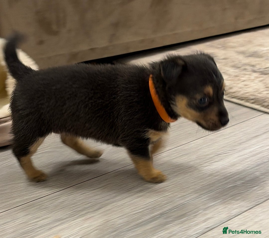 Mixed Breed dogs for sale: Dax Dachshund/Jack Russell  - Advert 2