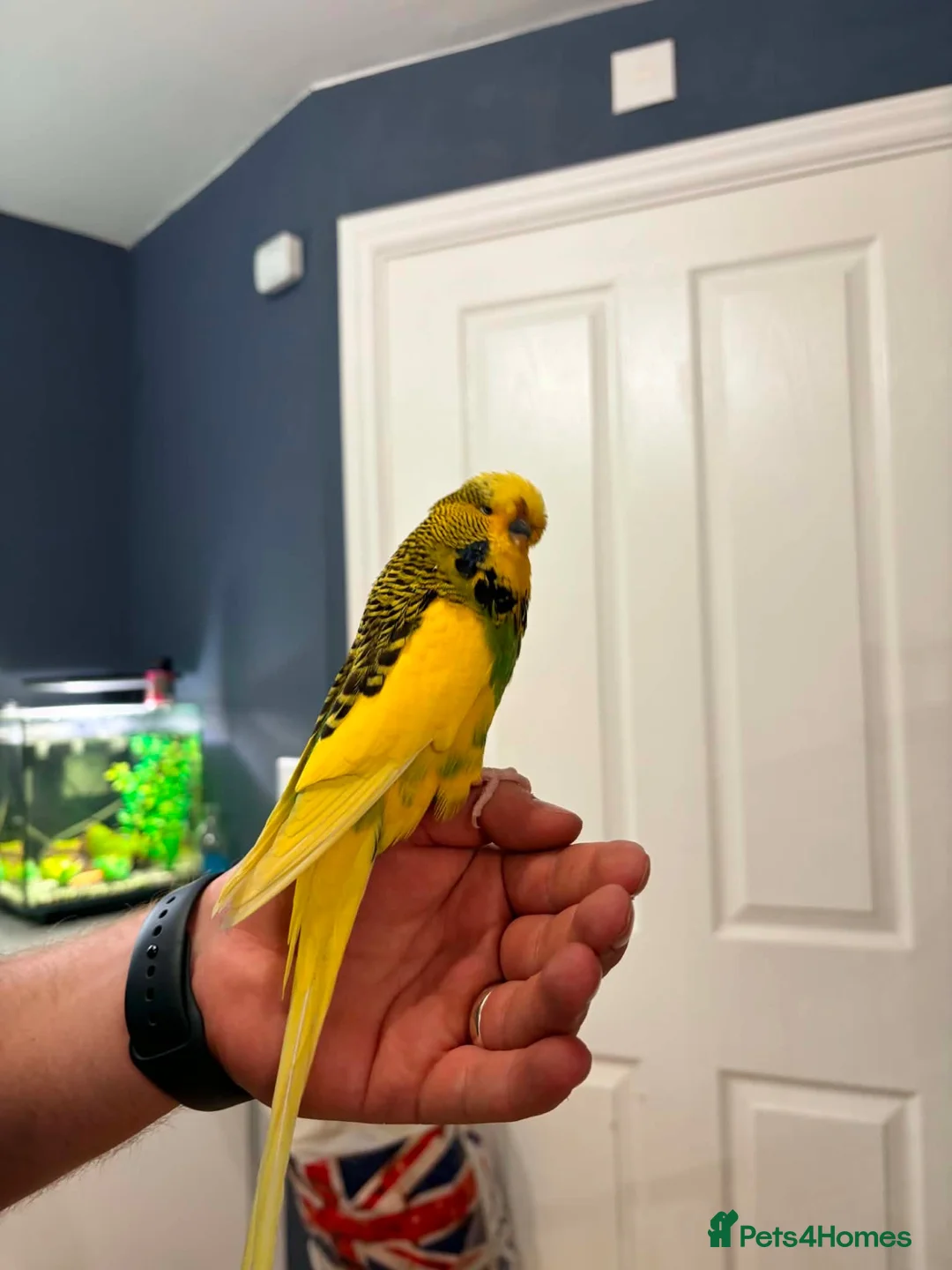 Budgerigars birds for sale: Budgies and cage  in Swadlincote - Advert 1