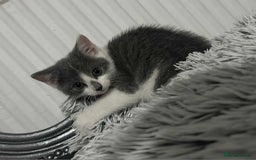 British Shorthair cats for sale: Kittens for sale bradford - Image 19