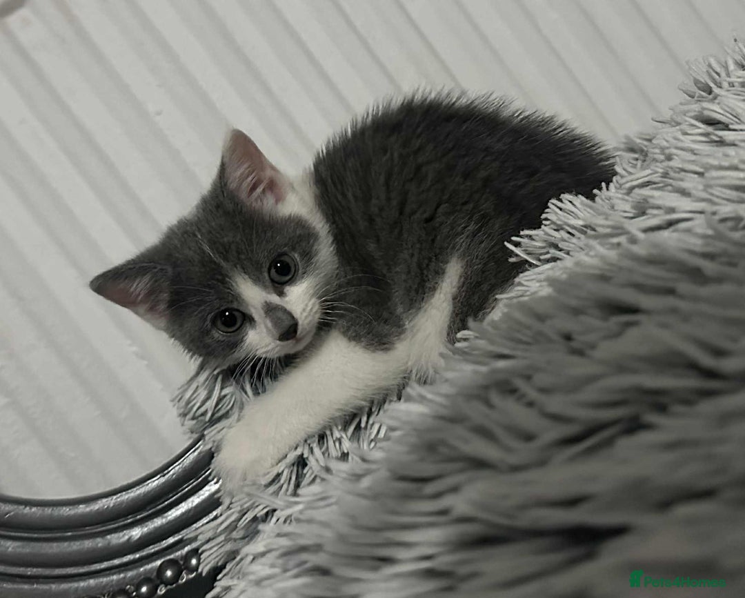 British Shorthair cats for sale: Kittens for sale bradford - Image 19