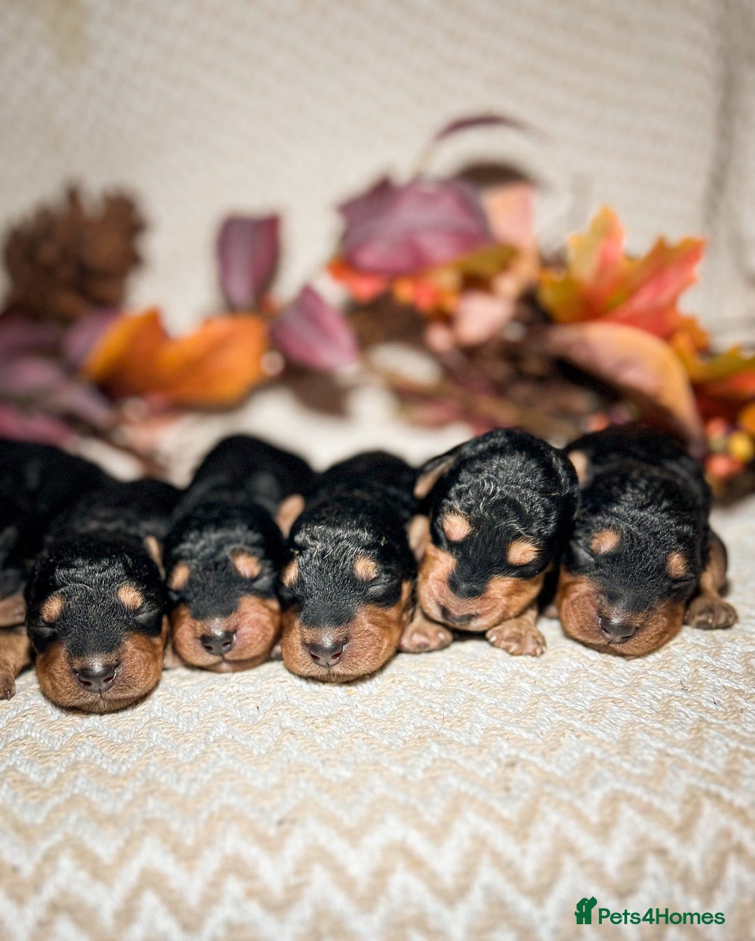 Airedale Terrier dogs for sale: ⭐️ FAMILY REARED KC AIREDALE PUPPIES ⭐️ - Image 3