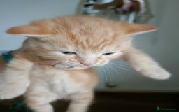 Mixed Breed cats for sale: Sweet kittens for sale - Image 3