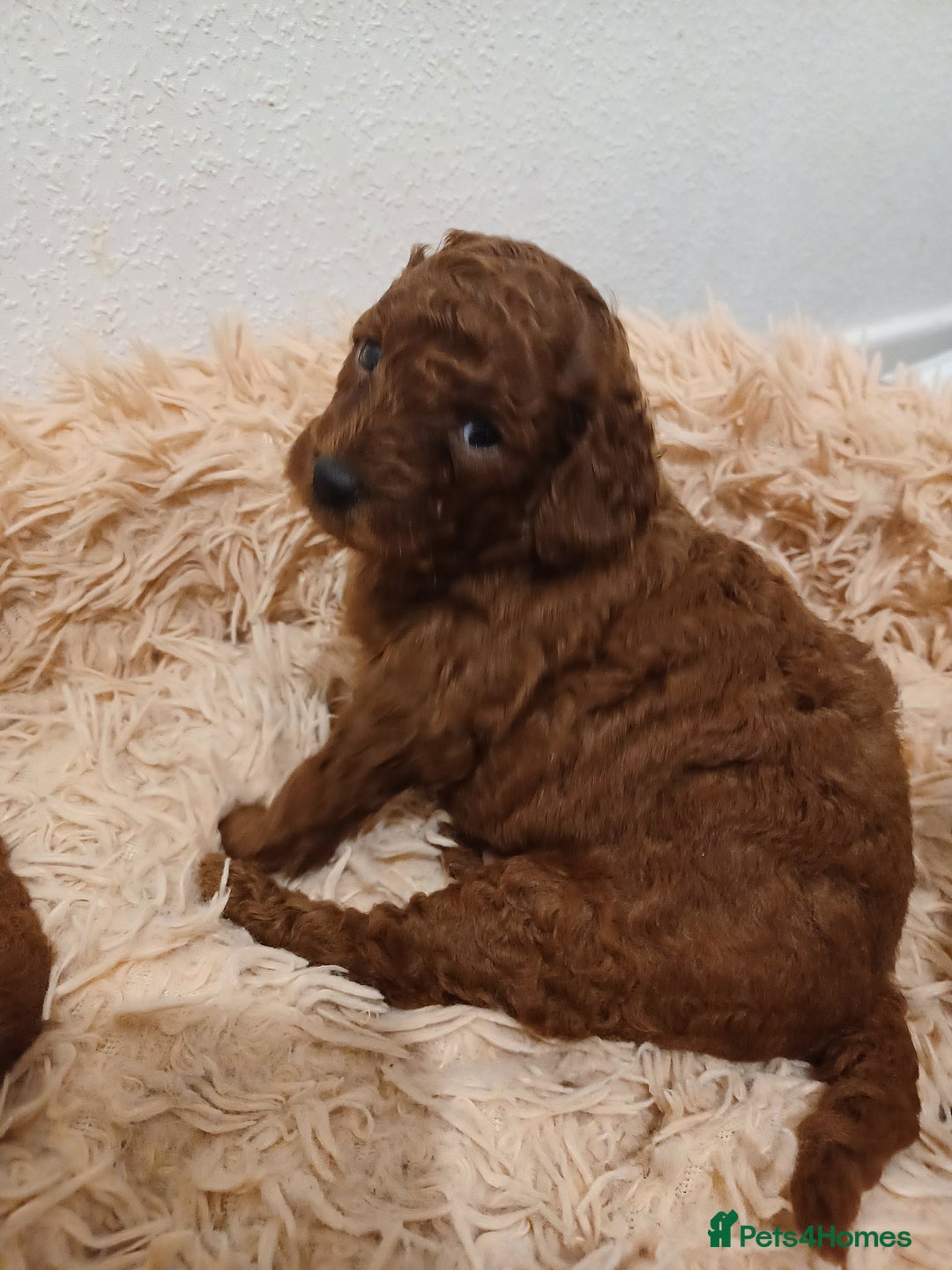 Miniature Poodle dogs for sale: 🐩 Pedigree KC Red Miniature Poodles DNA tested 🐩 - Advert 5