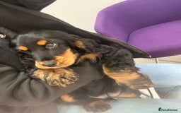 Cocker Spaniel dogs for sale: Sadly back available stunning show boy - Image 3