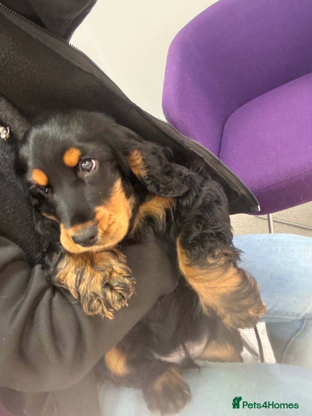 Cocker Spaniel dogs for sale: Sadly back available stunning show boy - Image 3