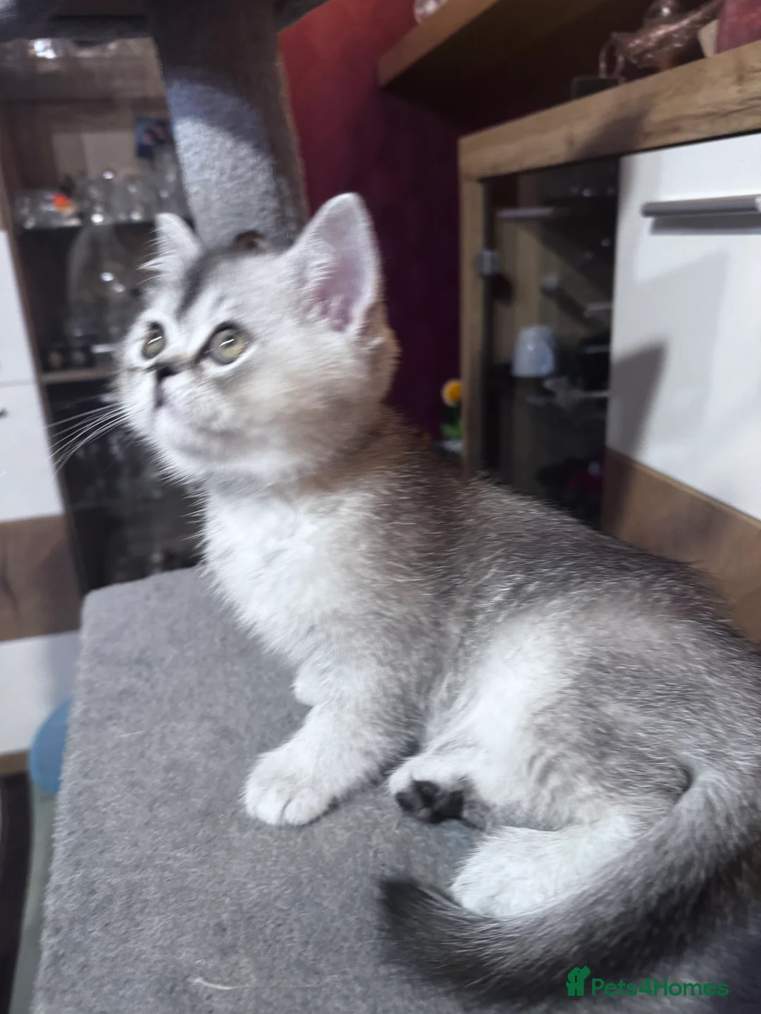 British Shorthair cats for sale:  British Short Hair kittens  - Advert 3