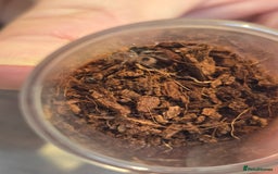 Tarantulas invertebrates for sale: Updated Tarantula list in Hounslow - Image 2