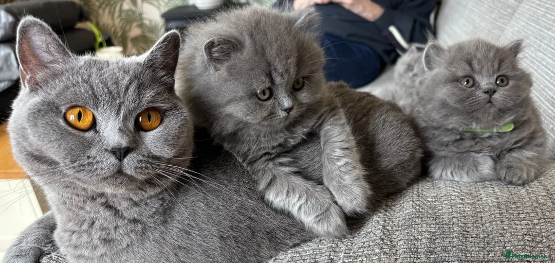 British Longhair cats for sale: Gorgeous British Blue Longhairs  - Advert 6