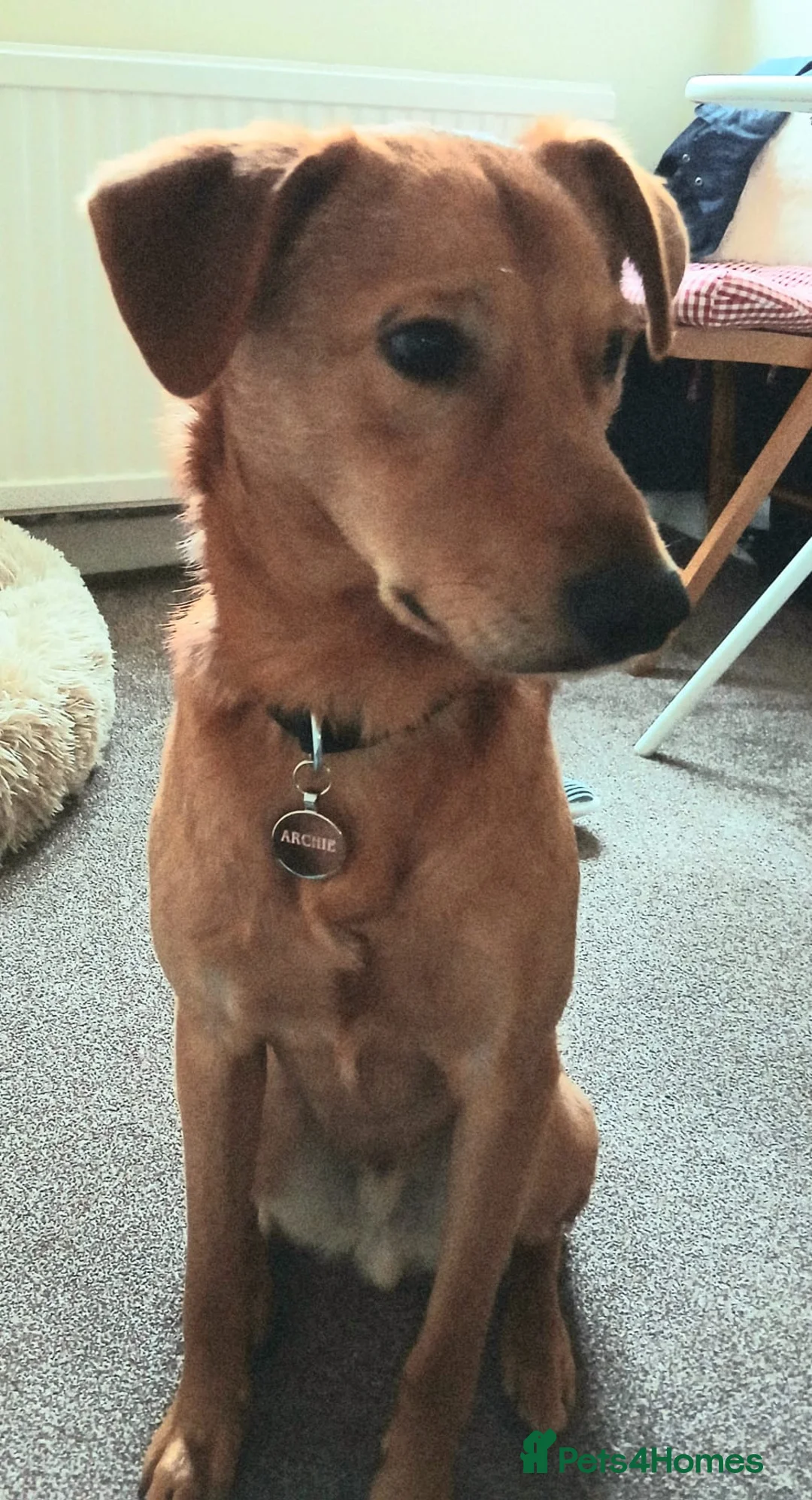 Mixed Breed dogs for adoption: 💙Archie💙10-month-old loving boy, upper-medium - Advert 2