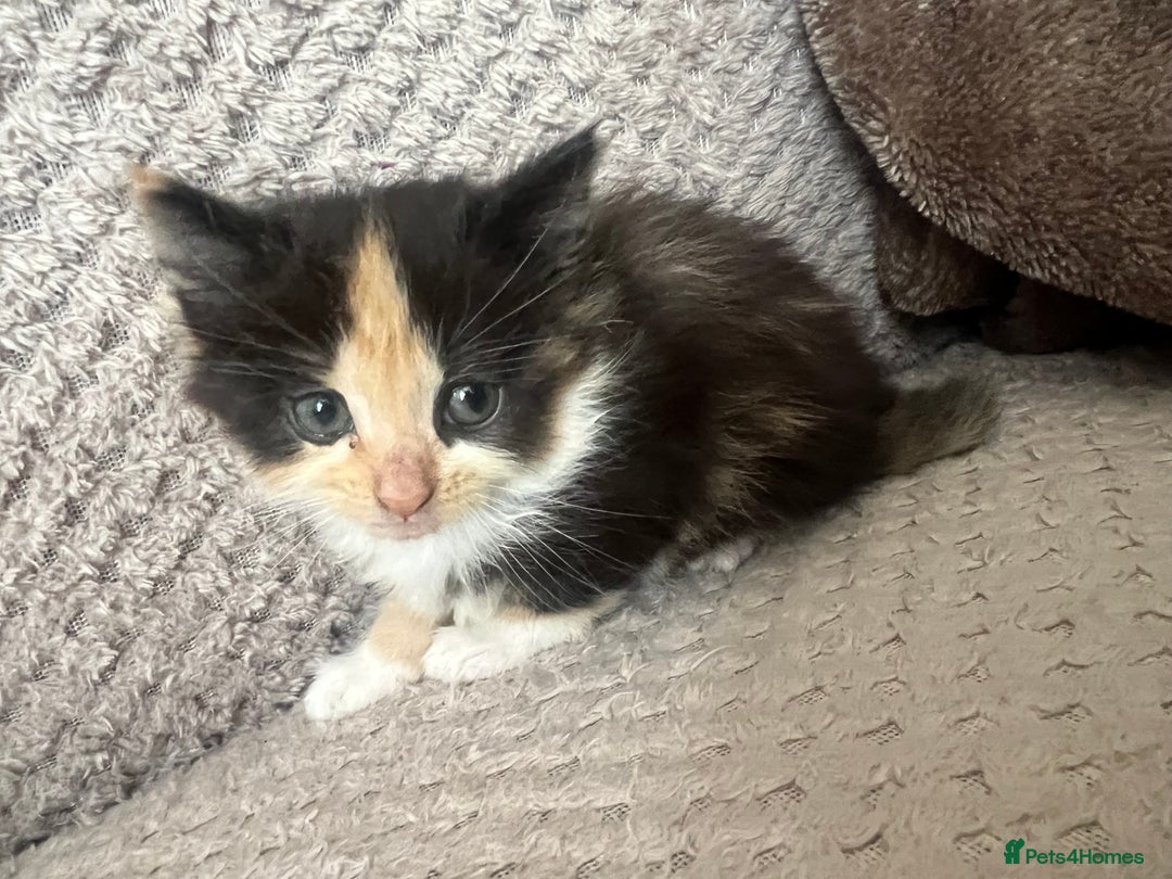 Mixed Breed cats for sale: 2 beautiful kittens male and female  - Image 4