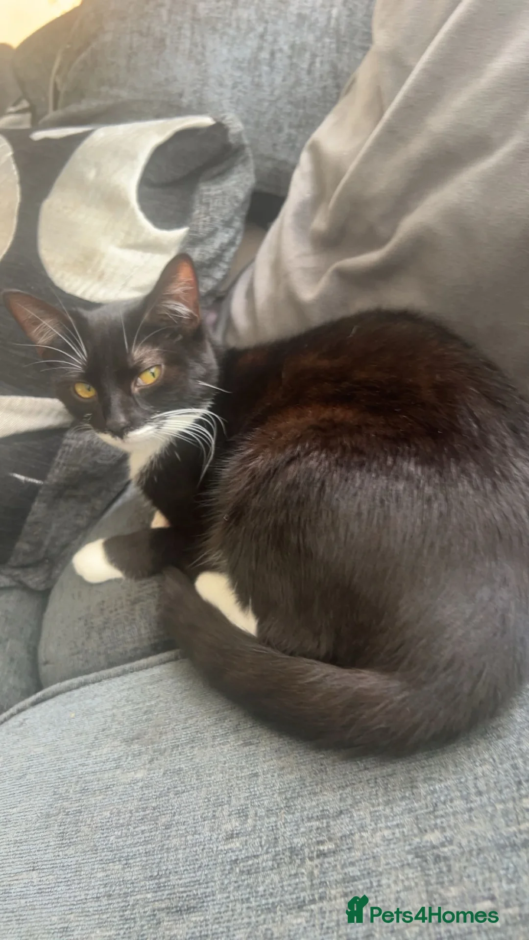 Mixed Breed cats for sale: Narla kitten  in Stoke-on-Trent - Advert 2