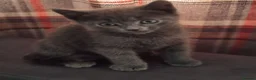 Mixed Breed cats for sale: Cute kittens for sale. - Advert 7
