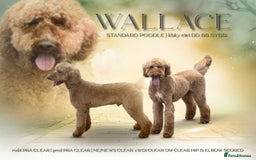 Standard Poodle dogs for stud: Wallace kc reg standard red poodle  in Market Drayton - Image 1