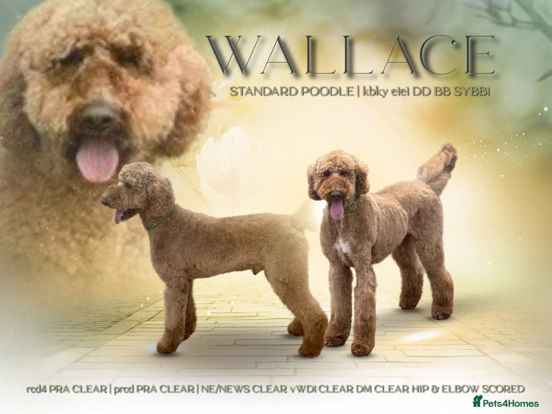 Standard Poodle dogs for stud: Wallace kc reg standard red poodle  in Market Drayton - Image 1