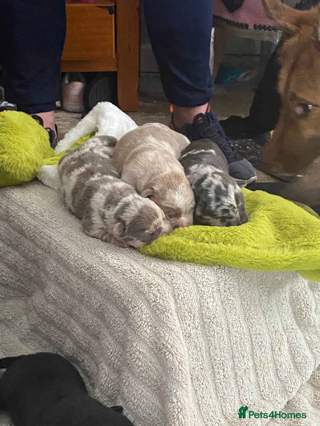 Mixed Breed dogs for sale: Can shepards - Advert 3