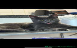 Domestic Shorthair cats for sale: 1 year old female cat for sale - Image 3
