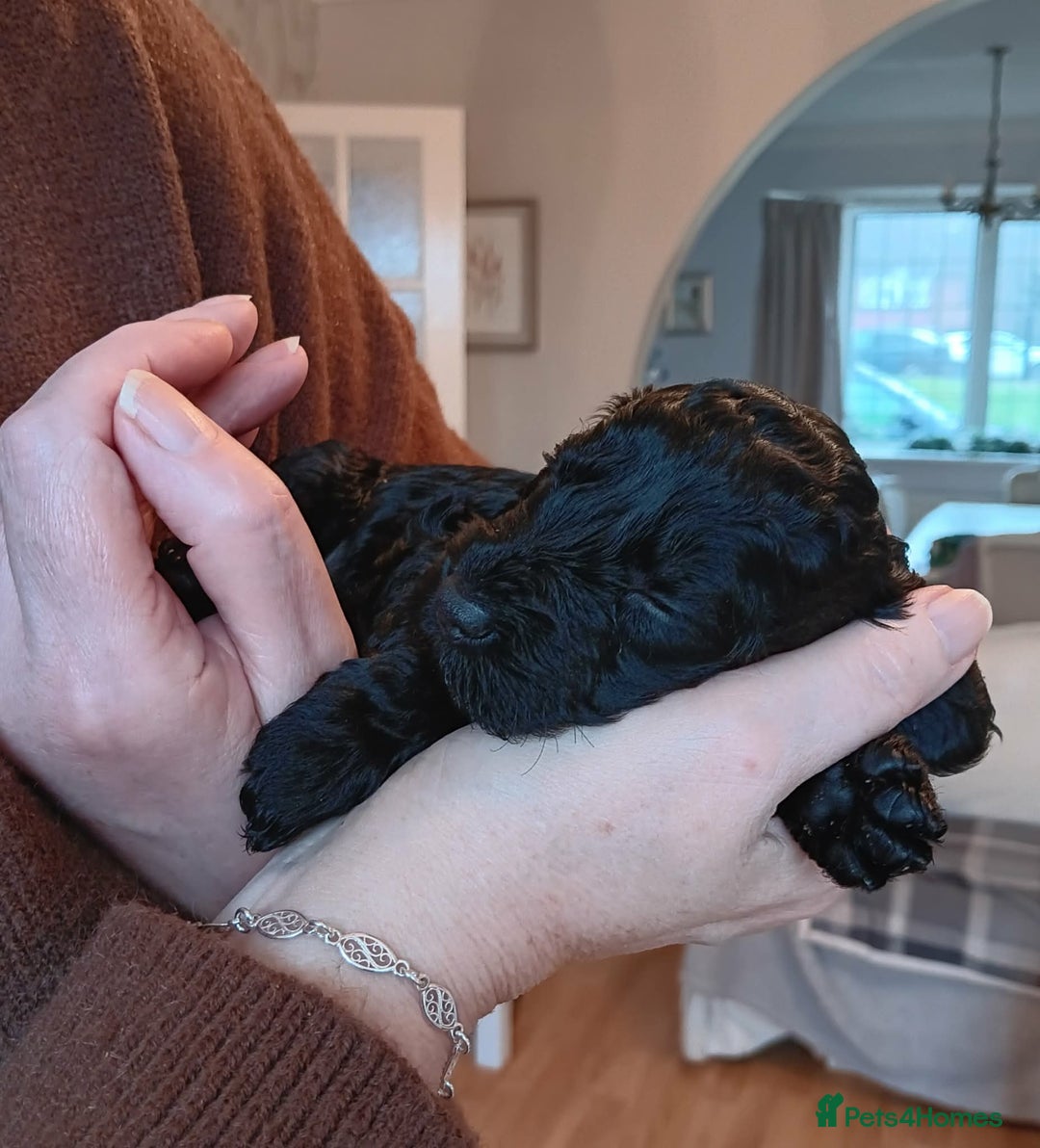 Cockapoo dogs for sale: ⭐Cockapoo beauties born to steal hearts⭐ - Advert 3