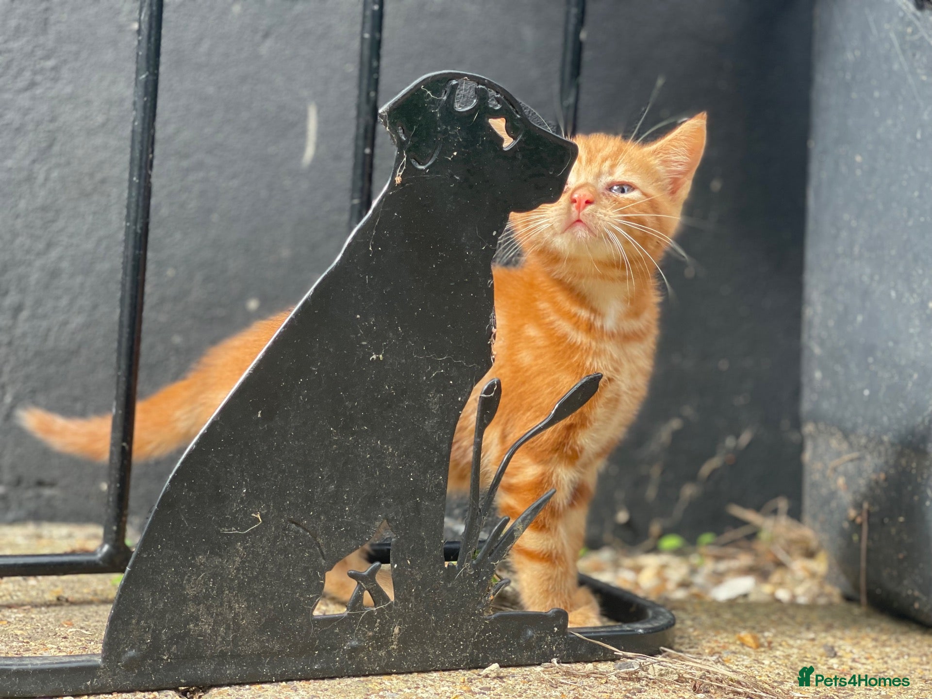 Domestic Shorthair cats Farm raised DSH kittens  - Advert 10