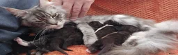 Maine Coon cats for sale: 6 Healthy Newly Born babies - Advert 14