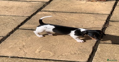 Miniature Dachshund dogs - Advert 7