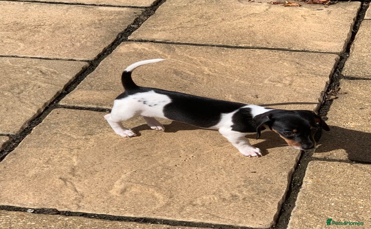 Miniature Dachshund dogs - Advert 5
