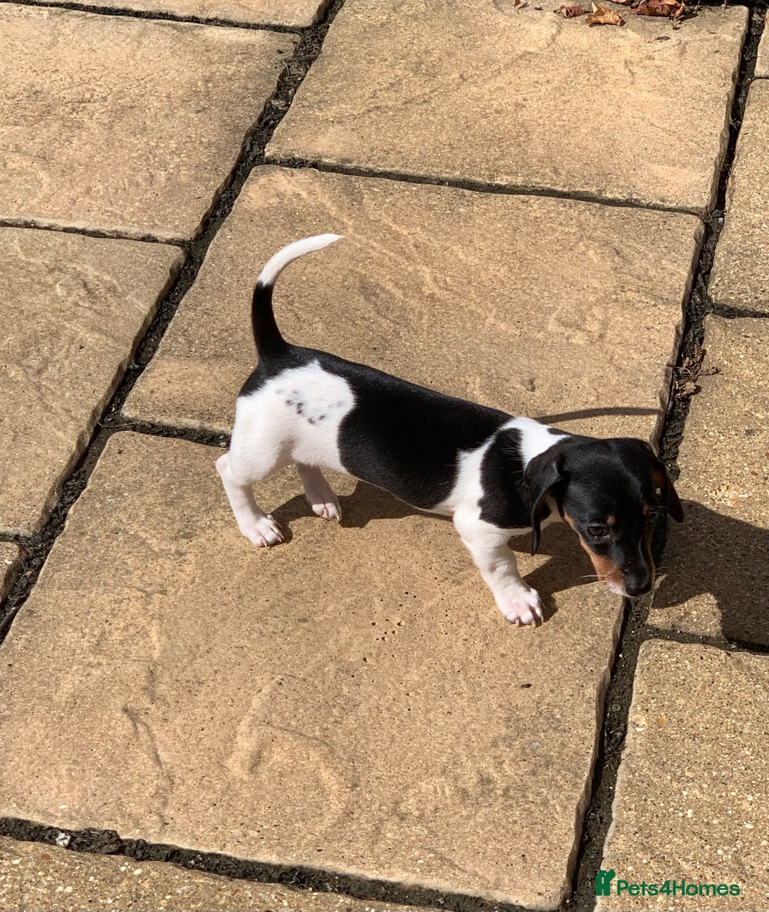 Miniature Dachshund dogs for sale: Beautiful mini daxi puppies pra clear READY NOW - Image 3