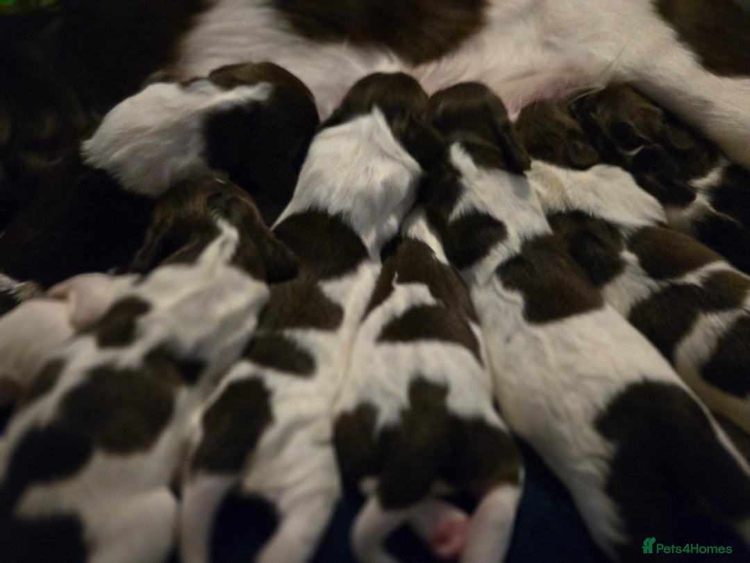 English Springer Spaniel dogs for sale: KC Registered English Springer Spaniel Puppies - Advert 3