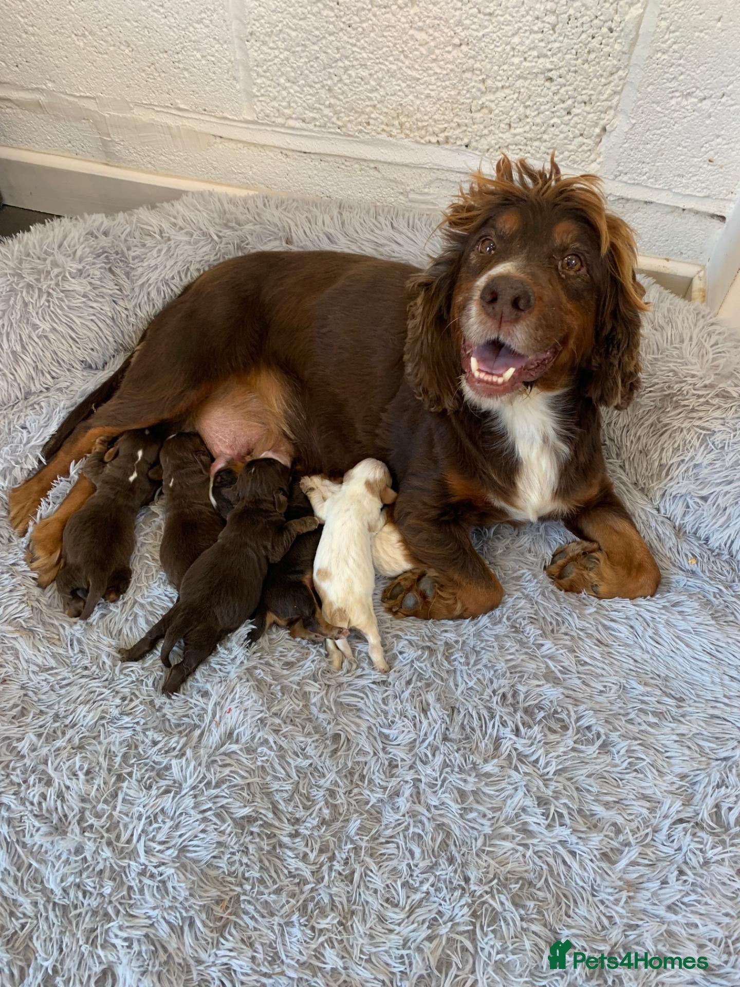 Cocker Spaniel dogs K.C REGISTERED COCKER SPANIEL PUPPIES - Advert 1