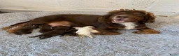 Cocker Spaniel dogs for sale: K.C REGISTERED COCKER SPANIEL PUPPIES - Advert 1