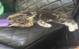 Ragdoll cats for sale: Ragdoll and Russian blue mix - Image 8