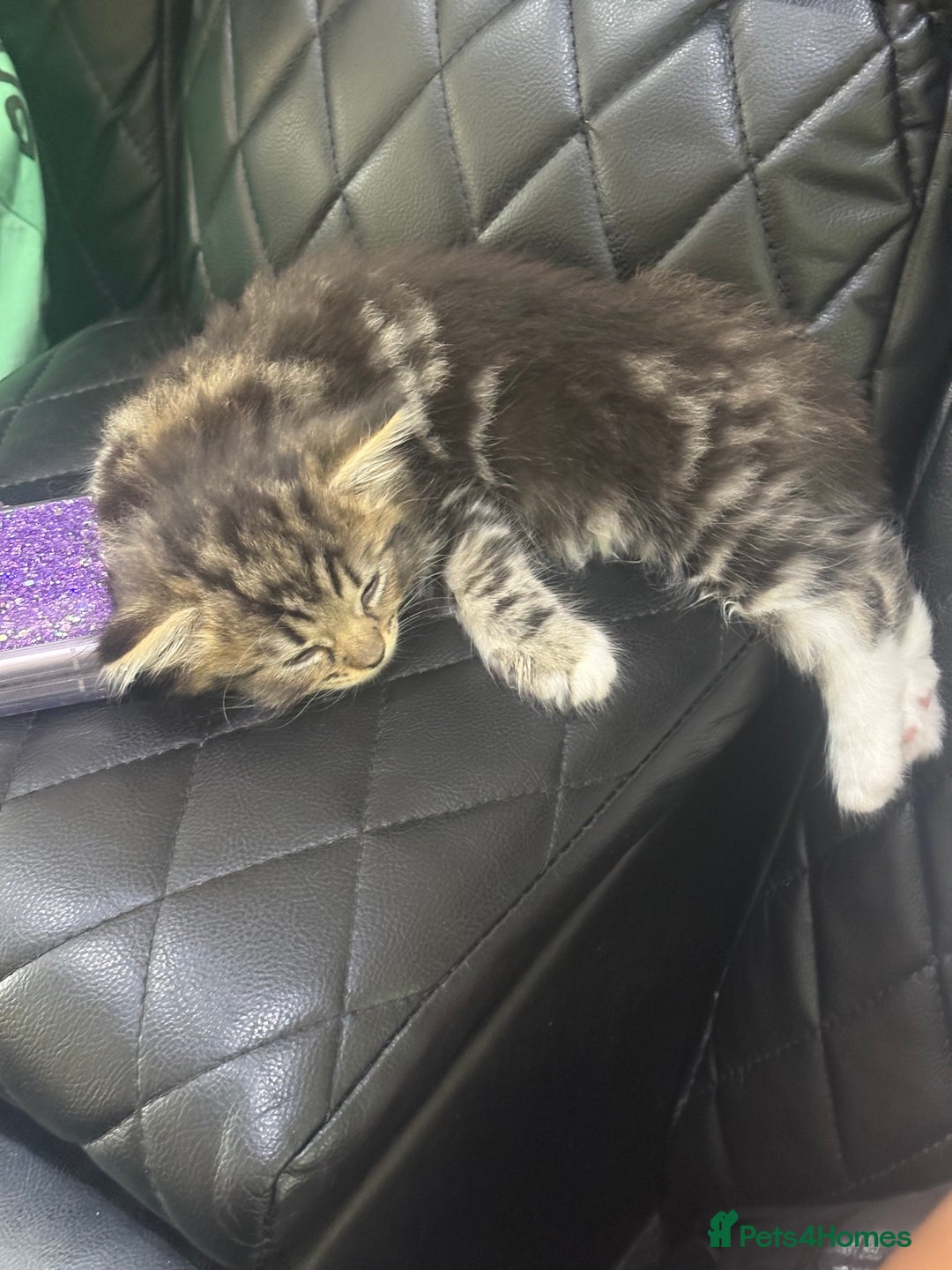Ragdoll cats for sale: Ragdoll and Russian blue mix - Image 8
