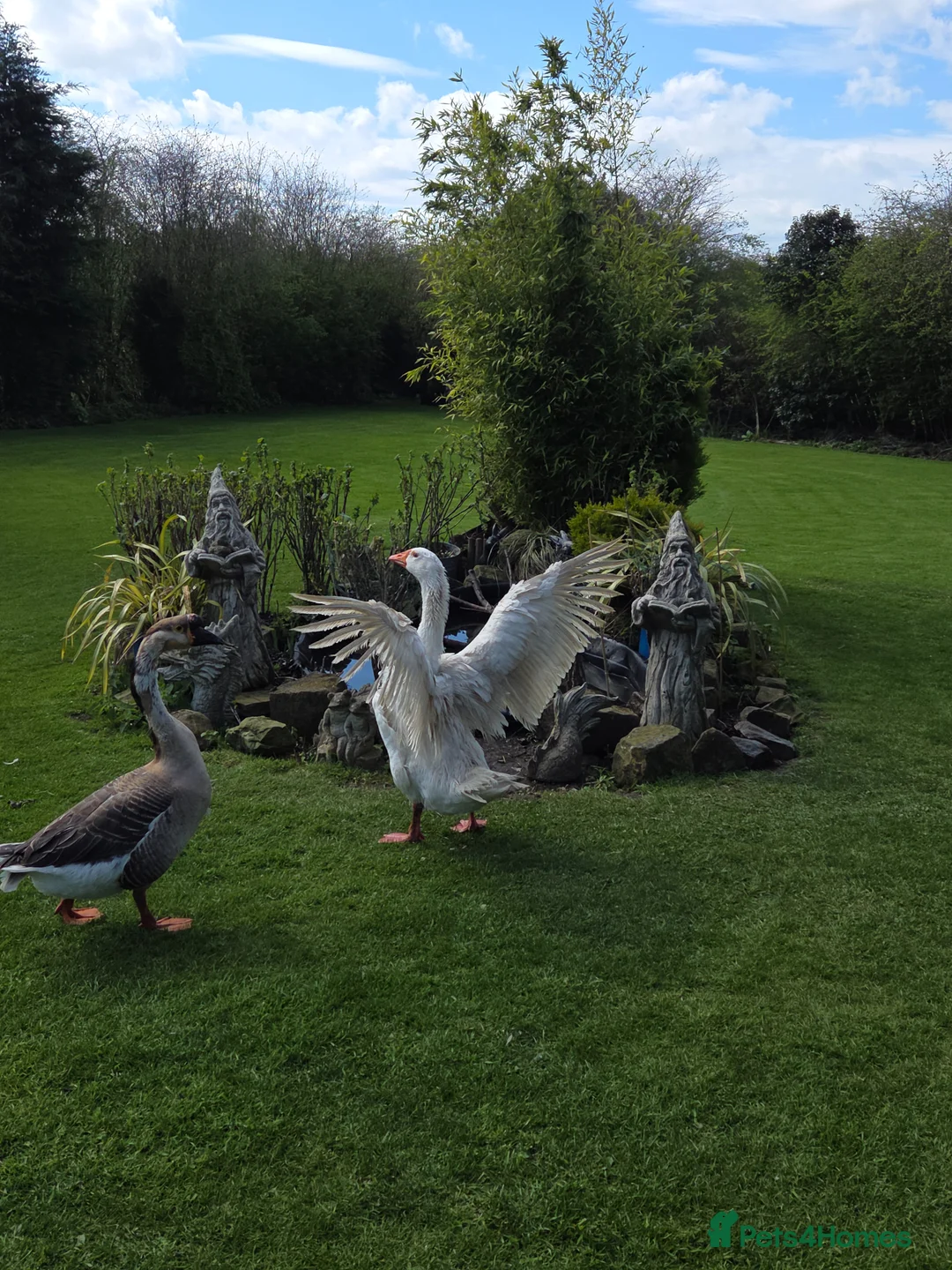 Geese poultry for sale: Geese in Bishop Auckland - Advert 1