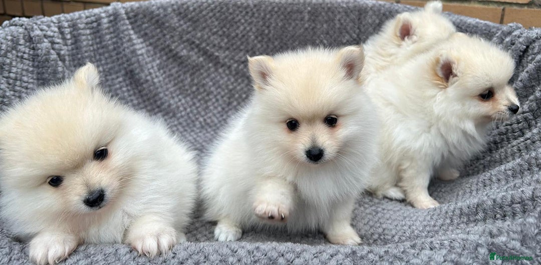 Pomeranian dogs for sale: Pomeranian Puppys £1250 All Female's  - Image 4
