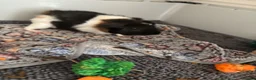 Guinea Pig rodents for sale: 2 x 4 month old guinea pigs  in Bedford - Advert 3