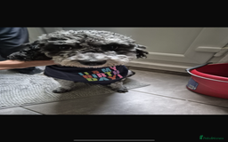 Miniature Poodle dogs for stud:  Mearl Miniature poodle sw8 London  - Image 2