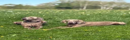 Weimaraner dogs for stud: ‘Jake’ handsom, friendly Stud KC reg.  in Liverpool - Advert 5
