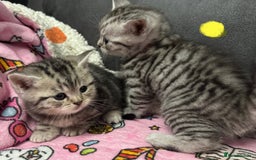 British Shorthair cats for sale: GCCF Reg BSH Silver Tabby & Spotted kittens - Advert 30