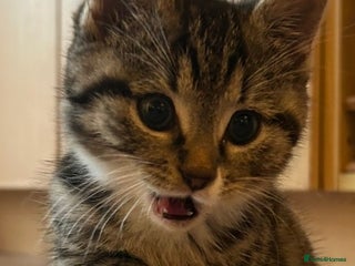 Domestic Shorthair cats - Advert 3