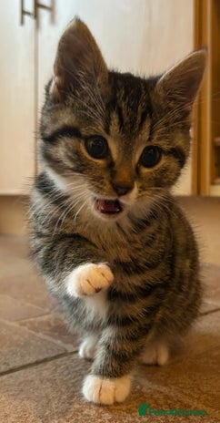 Domestic Shorthair cats - Advert 2