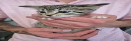 Mixed Breed cats for sale: Kittens in Boston - Advert 4