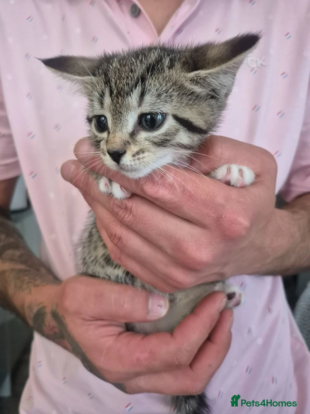 Mixed Breed cats for sale: Kittens in Boston - Advert 4