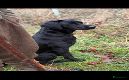 Labrador Retriever dogs for sale: Stunning KC reg black labs READY THIS WEEKEND - Image 4