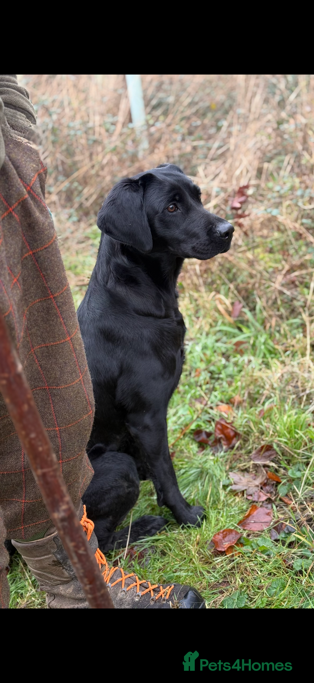 Labrador Retriever dogs for sale: Stunning KC reg black labs READY THIS WEEKEND - Image 4