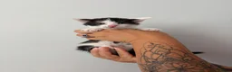 Mixed Breed cats for sale: Beautiful kittens - Advert 23