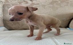 Italian Greyhound dogs for sale: Looking for new home  - Image 3
