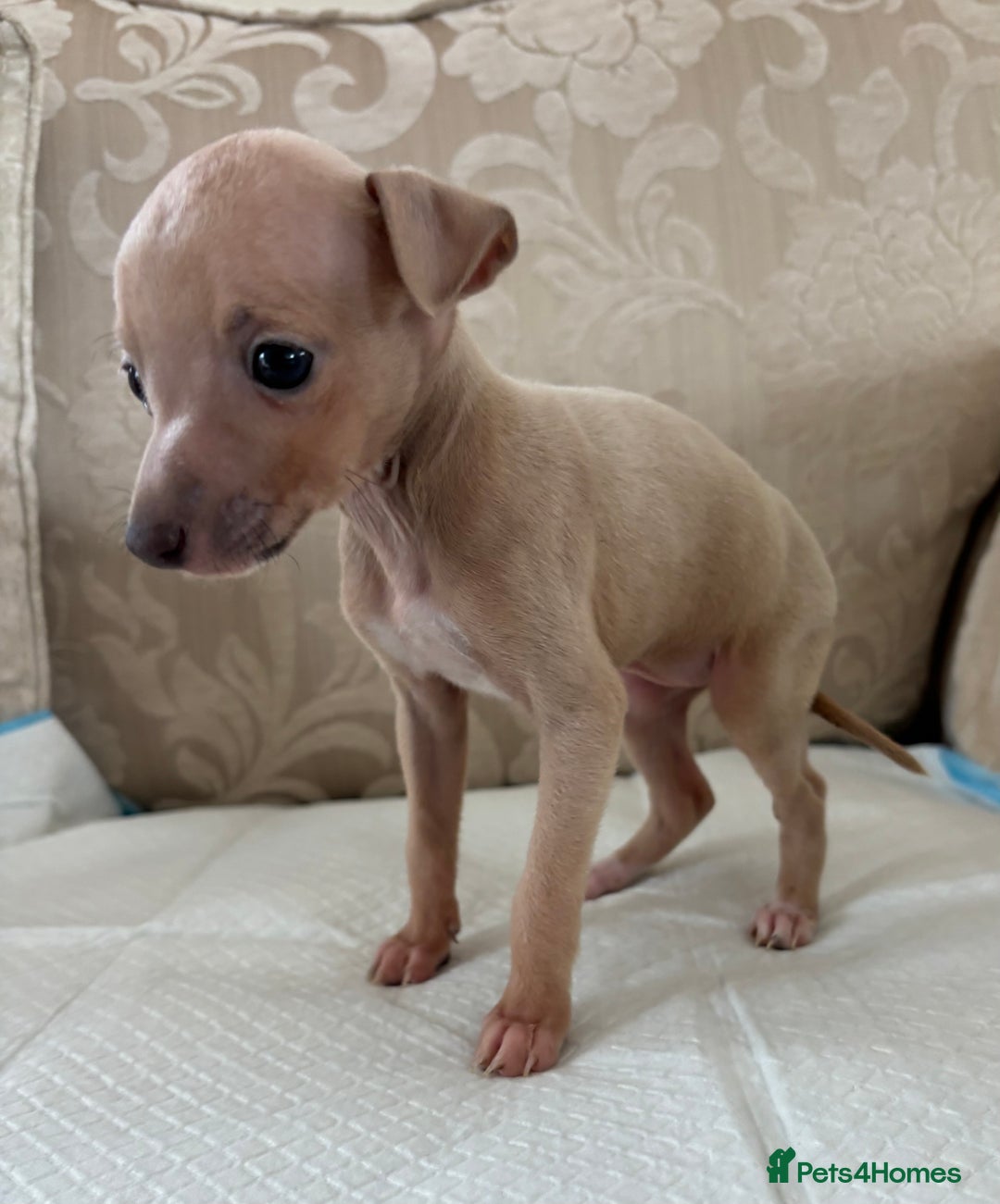 Italian Greyhound dogs for sale: Looking for new home  - Image 3
