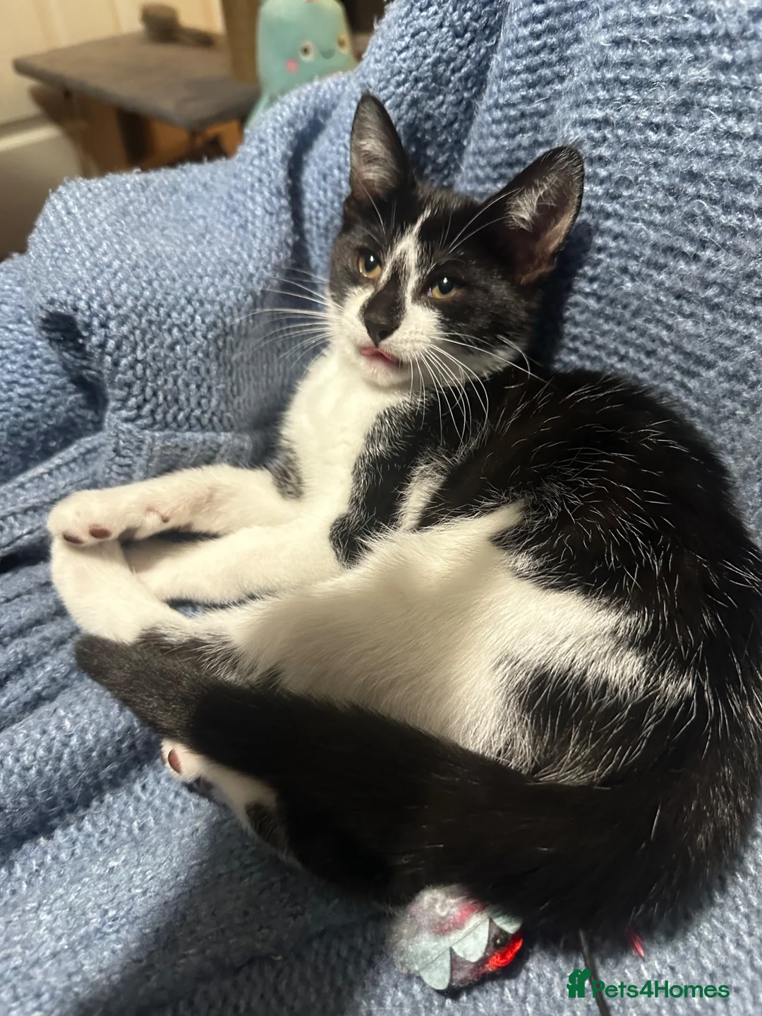 Mixed Breed cats for sale: Mixed breed black and white kittens - Advert 16